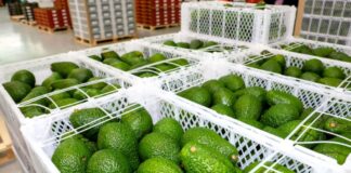 Perú líder en exportación de palta en Sudamérica