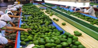 Actualización en el ranking de exportación de palta