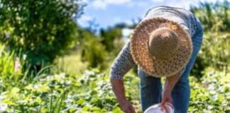 Las agroexportaciones peruanas tuvieron un crecimiento del 23.3% entre enero y octubre de 2024, impulsadas por arándanos, paltas y café