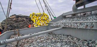 PRODUCE: Pesca de anchoveta alcanza el 65.56% de la cuota en la segunda temporada 2024