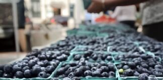 Exportación de arándanos genera más de USD 1 millón