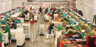 Agroexportaciones peruanas inician el año con crecimiento de 23.3%