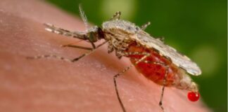 How Malaria Spreads: Understanding the Mosquito-Borne Disease