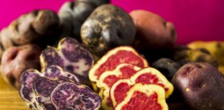 Huancavelica, cuna de diversidad agrícola, impulsa exportación de papa andina