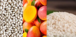 Mango, arroz y frijol: los cultivos que hacen brillar al agro piurano en el Perú y el mundo