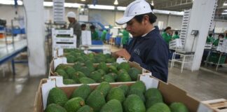 Agroexportaciones peruanas a Francia crecen 21% impulsadas por palta y arándanos
