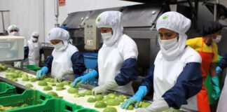 Crecen exportaciones agrícolas de Lambayeque