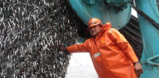 PRODUCE: PBI pesquero creció 33.7 % en junio de 2025 por la mayor captura de anchoveta
