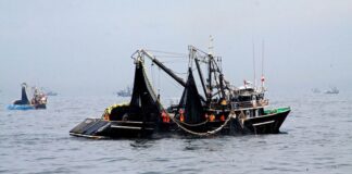 Pesca impulsa el PBI: sector creció 34.8 % en julio 2025 gracias a la anchoveta