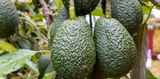 Se incrementaron en 16% envíos de palta peruana