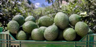 Colombia impulsa nueva era agrícola con cultivo de palta Hass en alta densidad y tecnología israelí