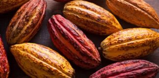 La selva peruana se convierte en motor del boom exportador agrario