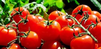 Exportaciones de tomate peruano se triplican en julio 2025: crecimiento récord de 210%