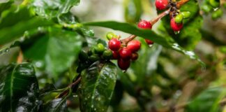 PROMPERÚ fortalece capacidades para garantizar exportaciones de café y cacao libres de deforestación hacia Europa