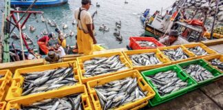 Pesca artesanal en Perú crece más de 50% y dispara exportaciones en 2025