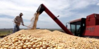 Soja argentina en máximos: poder de compra sube 27% y septiembre apunta a récord de exportaciones