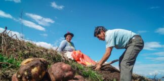 Agro peruano crece 13,3% en 2025, pero urge una política diferenciada