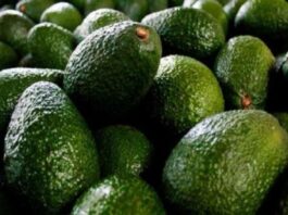 Países Bajos se consolida como el epicentro del aguacate colombiano en Europa