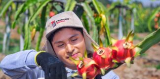 Nueva tecnología permitirá a Perú cosechar pitahaya durante todo el año