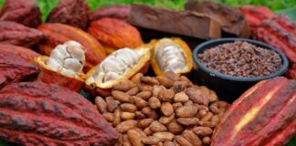Ecuador podría superar a Ghana y convertirse en el segundo productor mundial de cacao