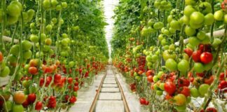 El modelo agrícola holandés: cómo un país pequeño se convirtió en potencia mundial