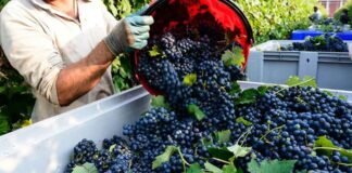 Caída global en el consumo de vino pone en riesgo la vendimia 2025 en España