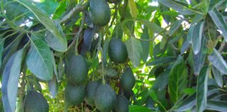 Palta argentina: crecimiento prometedor frente a desafíos de mercado y producción