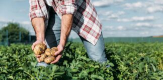 Día Mundial de la Agricultura: motor económico y pilar de la seguridad alimentaria en Perú