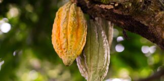 MIDAGRI acompaña a organizaciones de cacao y café en la adaptación a la normativa EUDR