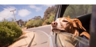 Cómo viajar con mascotas