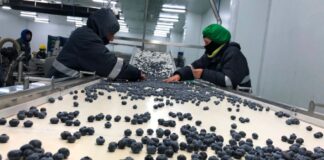 Arándanos peruanos vuelan con DP World Logistics rumbo a Nueva York