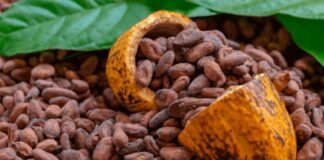 El precio del cacao se desploma más de 50% en 2025: Sudamérica impulsa la recuperación global