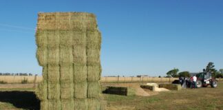 Eficiencia en el riego: la clave para elevar la competitividad de la alfalfa en Argentina