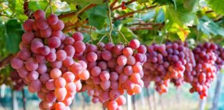 Verfrut inicia temporada de uva peruana con enfoque en calidad y eficiencia logística