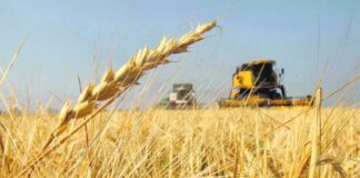 Argentina proyecta cosecha récord de granos en 2026 con exportaciones por USD 32.000 millones