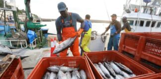 Sector pesquero peruano creció 6.4 % en setiembre impulsado por mayor captura para consumo directo