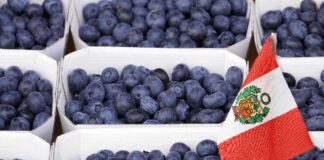 El “oro azul peruano” conquista más mercados: Perú se encamina a superar las 400 mil toneladas de arándanos exportadas