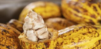 Crisis global del cacao abre nuevas oportunidades para el Perú