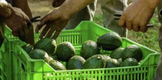 México mantiene el liderazgo mundial en producción de paltas en 2025, pero Perú y Chile recortan distancia