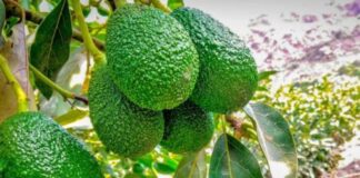 Agro Rural impulsa producción de palto Hass y Fuerte en Junín con inversión millonaria