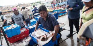 Créditos blandos impulsarán la reactivación de la pesca artesanal