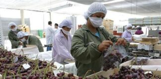 Exportaciones agropecuarias no tradicionales crecen 26,6% en agosto y superan los USD 1 180 millones