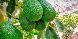 México inicia programa de exportaciones de palta sin deforestación