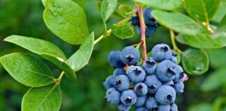 Chile acelera el recambio varietal del arándano y proyecta una temporada con fruta de alta calidad