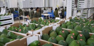 Perú logra la apertura del mercado de Filipinas para la exportación de palta Hass