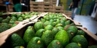 Colombia estrena primera planta sostenible de palta Hass para exportación