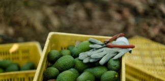 Agroexportaciones peruanas en alza