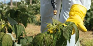 Dragón celebra 90 años de innovación agrícola y compromiso con la sostenibilidad en México