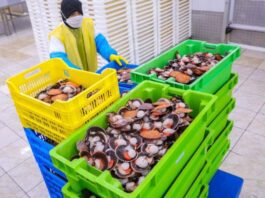 Produce amplía fondo y otorga más de 39 millones de soles en créditos a maricultores de Sechura