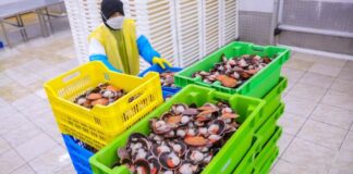 Produce amplía fondo y otorga más de 39 millones de soles en créditos a maricultores de Sechura
